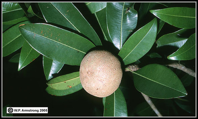 Chicle and Rubber, a good Tire or Gum?