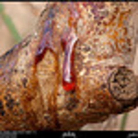 Tree Resin, the first Bubble Gum