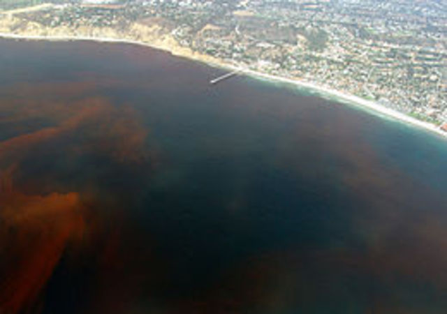 Gulf of mexico dead zone