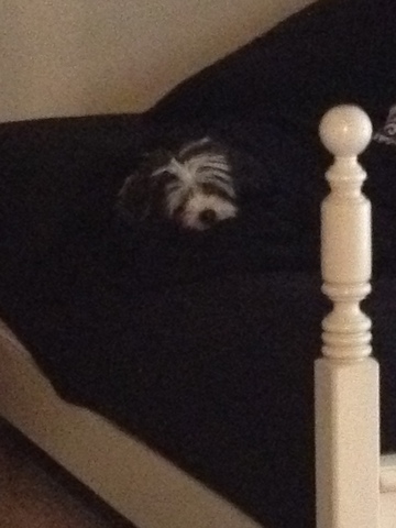 We get our first dog!