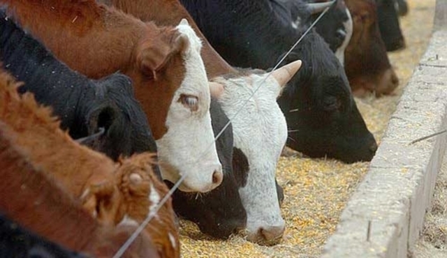 Mejoras en la producción de ganado