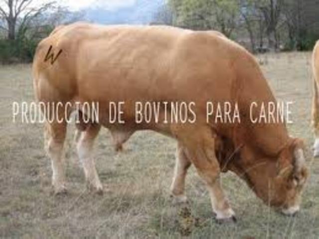 OBTENCIÓN DE GANADO MÁS PRODUCTIVO