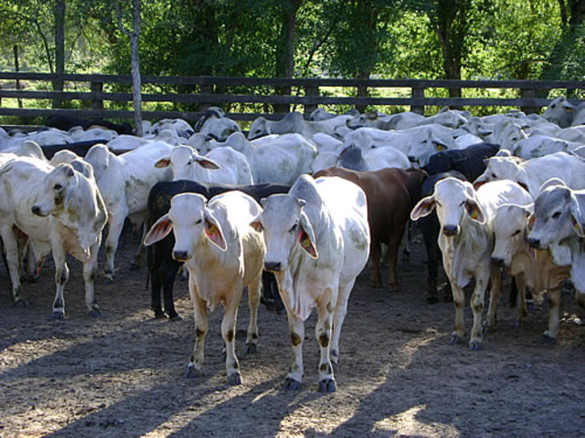 1770 Mejoras en el ganado vacuno