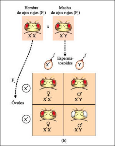 TEORÍA DE LA HERENCIA LIGADA AL SEXO