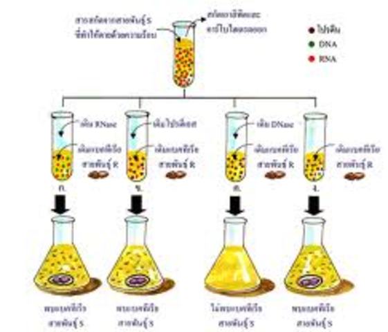 PRINCIPIO DE LA TRANSFORMACIÓN  EN PNEUMOCOCO