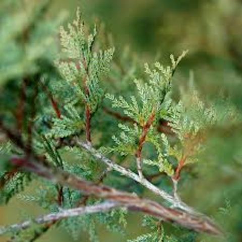 Los cipreses y pinos del Cementerio