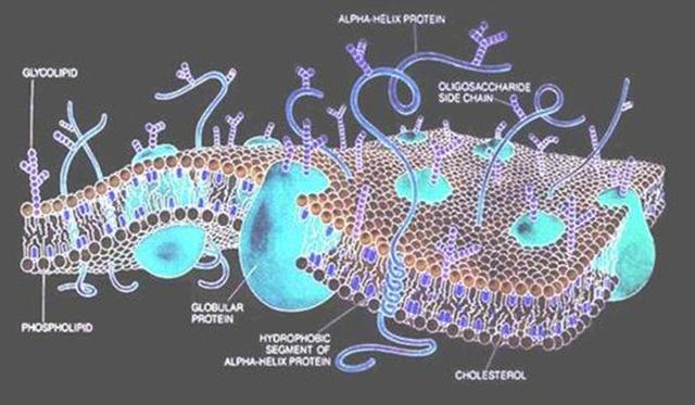 R. Collander y H. Bärlund