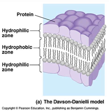 H. Davson y James Frederic Danielli