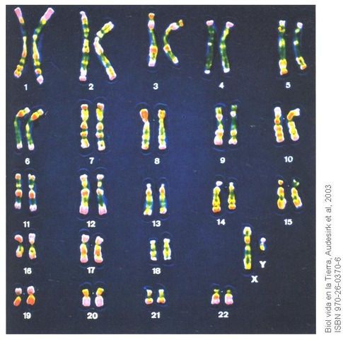 Joe Hin Tijo y Albert Levin