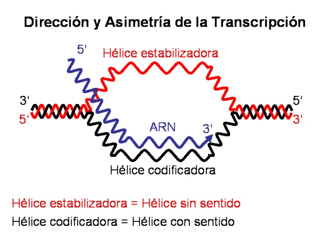 ENZIMAS DE TRANSCRIPCIÓN