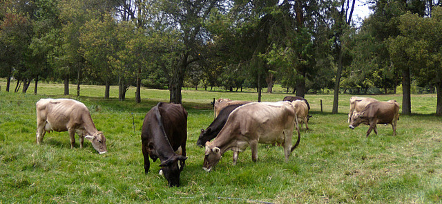 Otros elementos de la revolución agrícola