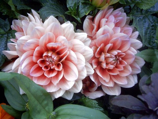 Island of the Lotus Eaters