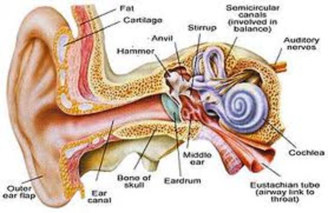 Ear Infection