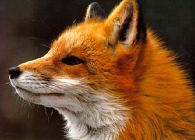 Linda was adopted into the Fox family