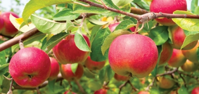 Rudy and Liesel steal food