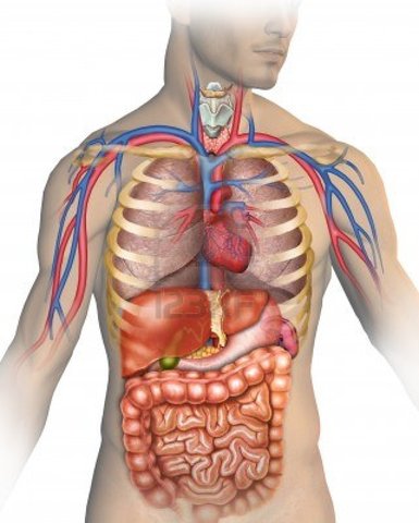 Anatomia del cuerpo humano