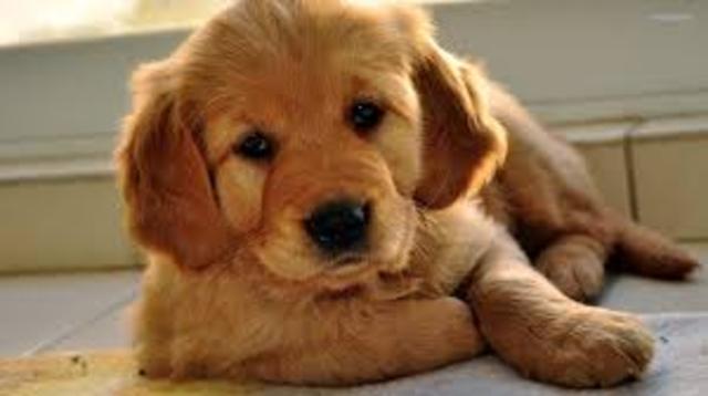 Golden Retriever