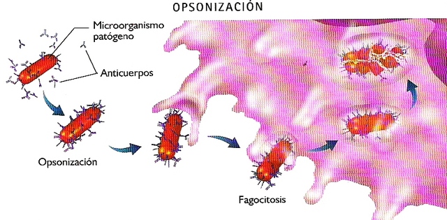 Opsoninas