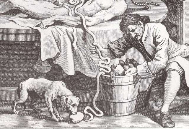 Diseccion de cadaveres