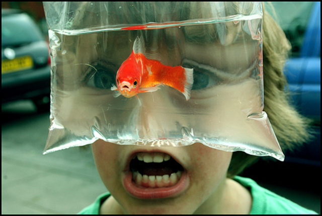 Travessura com seu melhor amigo