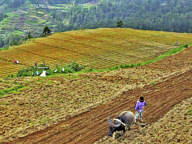 Colonists can own land