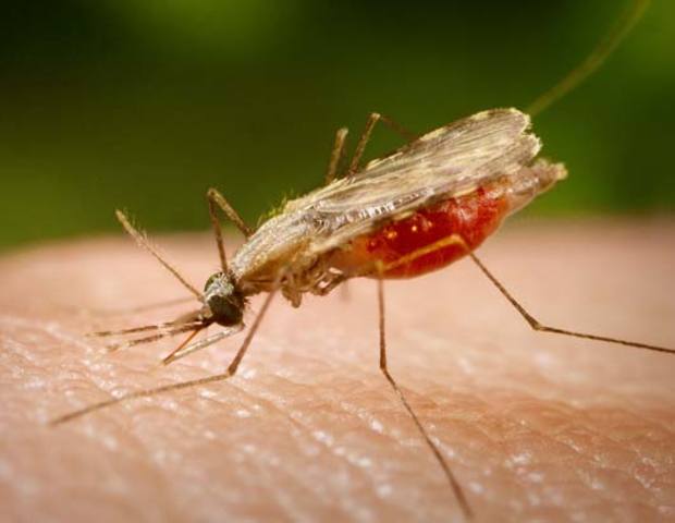 SE CREA LA PRIMERA VACUNA CONTRA LA MALARIA