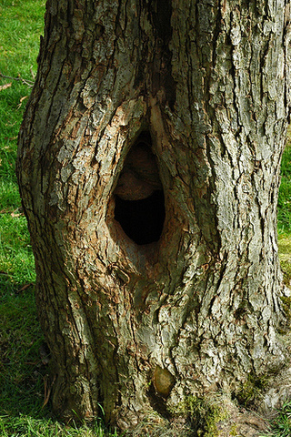 Nathan Radley seals the hole in the tree - 83-84