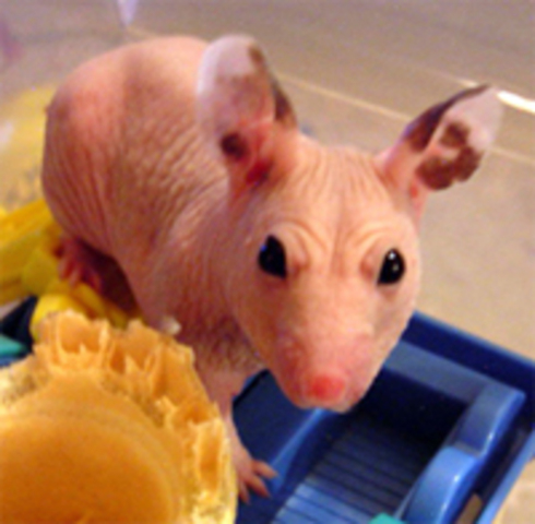 First day I met a hariless rat