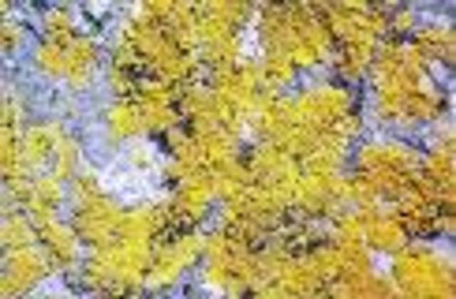 Moss and lichen begin to grow