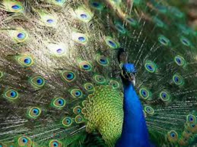 Convention on International Trade in Endangered Species (CITES)