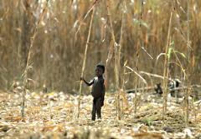 Sequias y plagas combinados con guerras-Etiopia