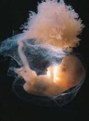 La primera aparición del término Bioética en Italia