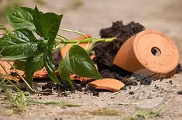 Mrs. Dubose gets her plants destroyed by Jem