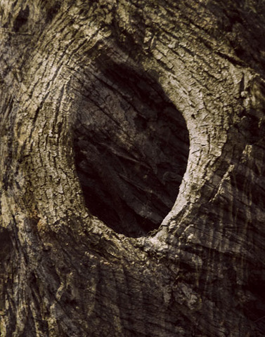 Nathan Radley Plugs up the tree