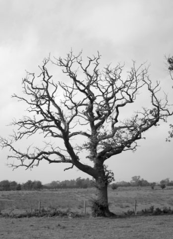 9) Nathan Radley plugs up the tree