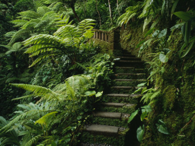 Walk through Jungle (56-57)