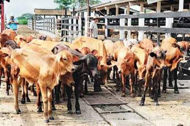 Producción de ganado vacuno