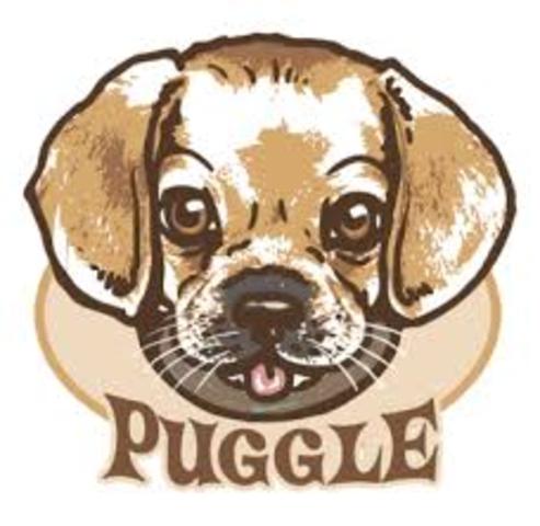 Puggle