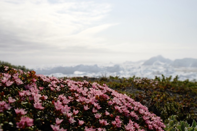 Isfjorden vid Ilulissat upptäcks