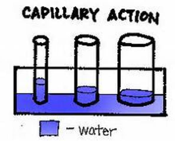 Capillary Action