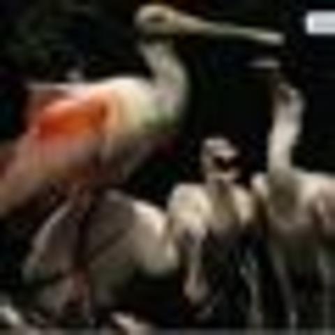 First Magazine In Colour