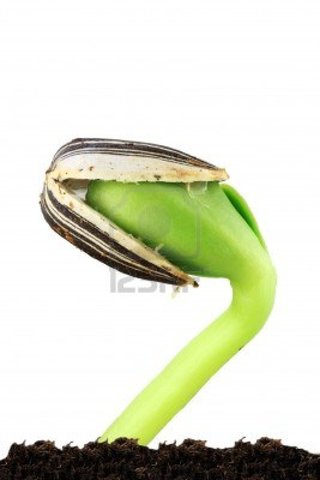 The epicotyl of the seed elongates and a root appeared poking out of soil.