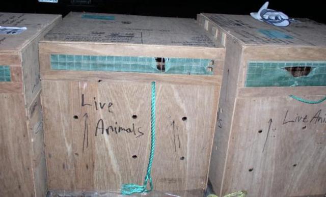 Ebola Reston reappears in the Monkey House