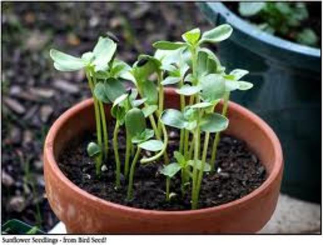 Leaves began to appear from the seed and it began to start looking more like a plant.