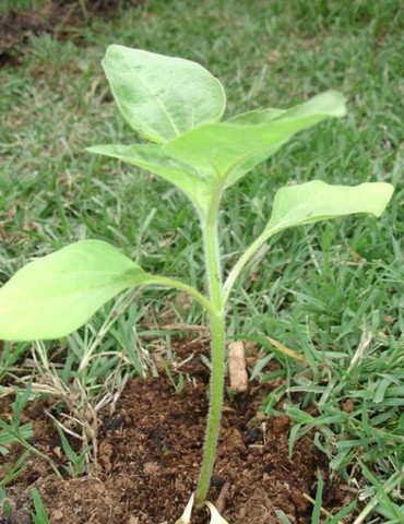 The root began to straighten and new leaves developed.It was looking more and more like a sunflower.