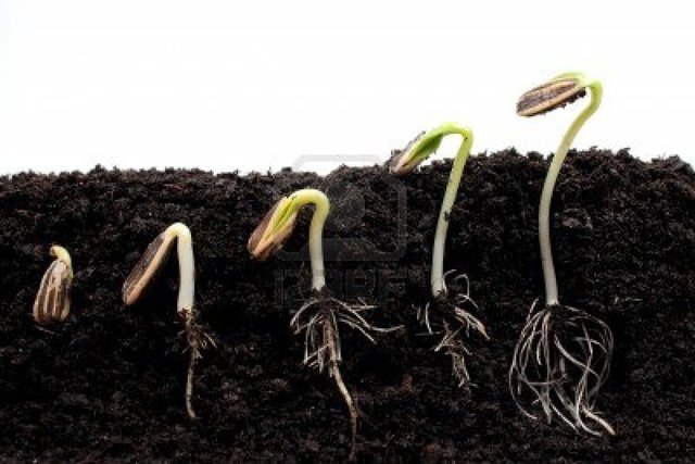 The root started growing up out of the soil and the seed started opening up.