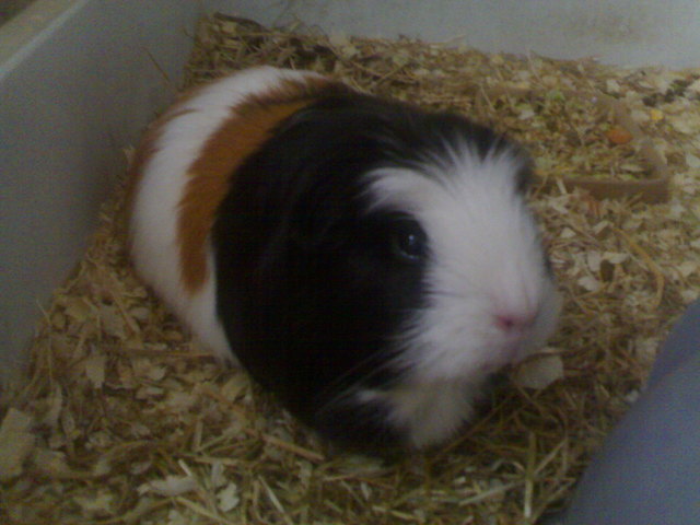 I get my guniea pig!