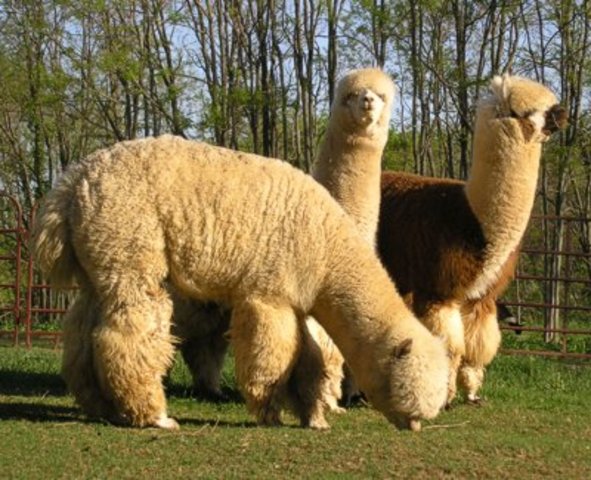 Alpacas join the Inca Empire