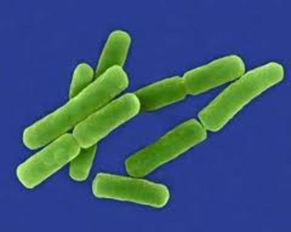 The bacillus