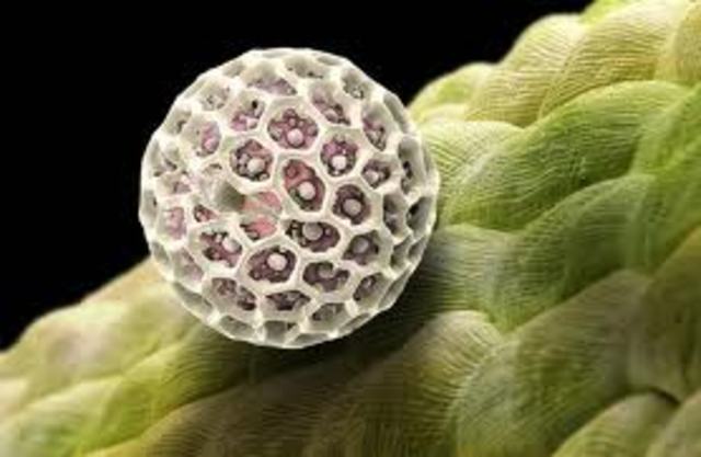 The microphotographs